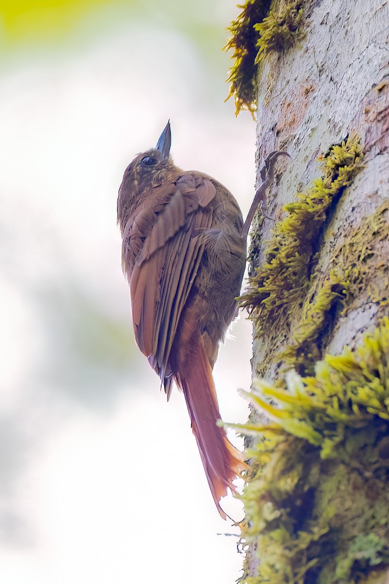 Wedge-billed Woodcreeper - ML638045555