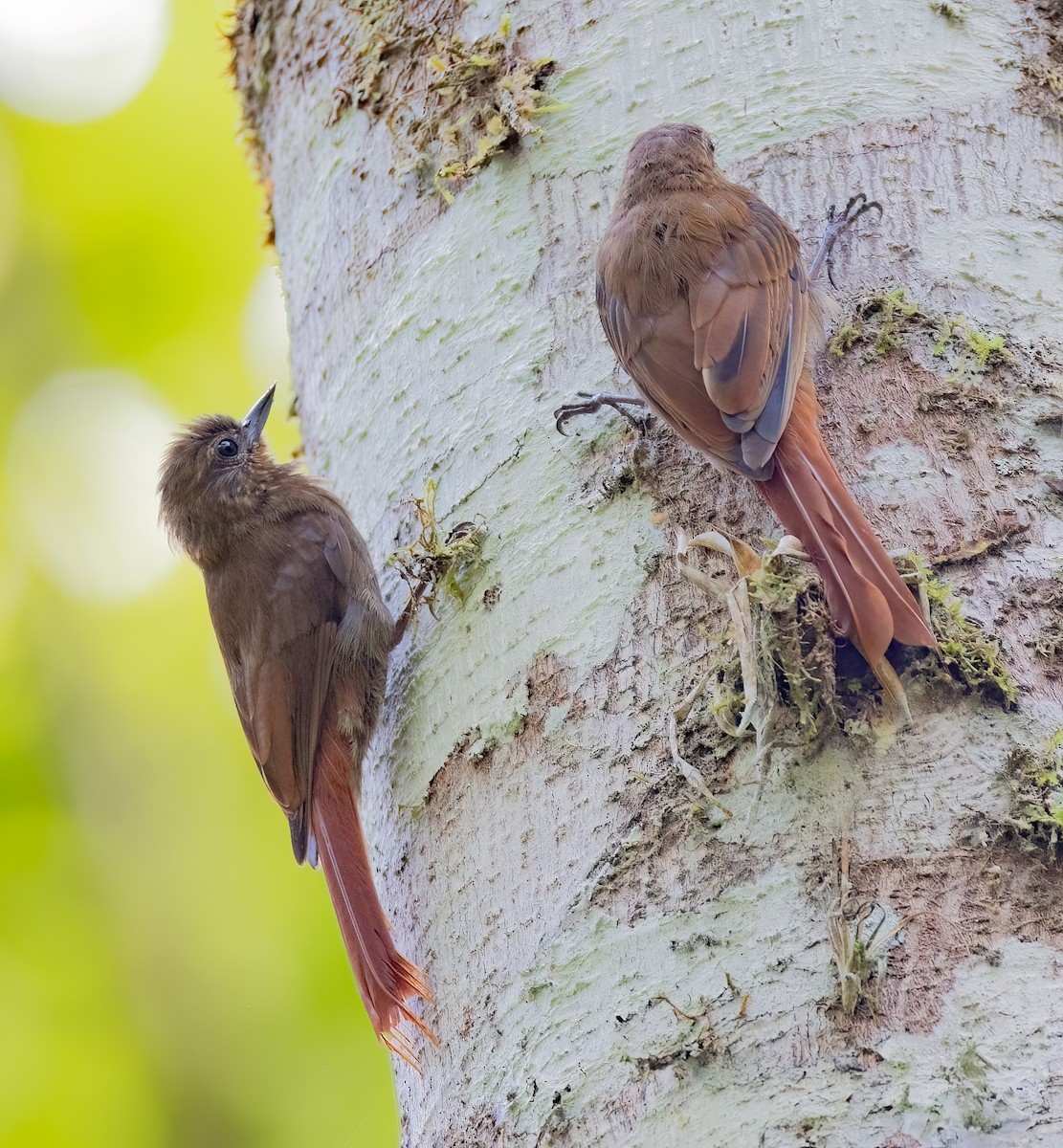 Wedge-billed Woodcreeper - ML638045556