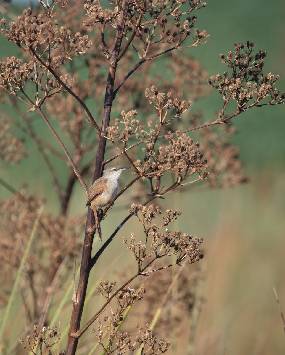 Straight-billed Reedhaunter - ML638045582