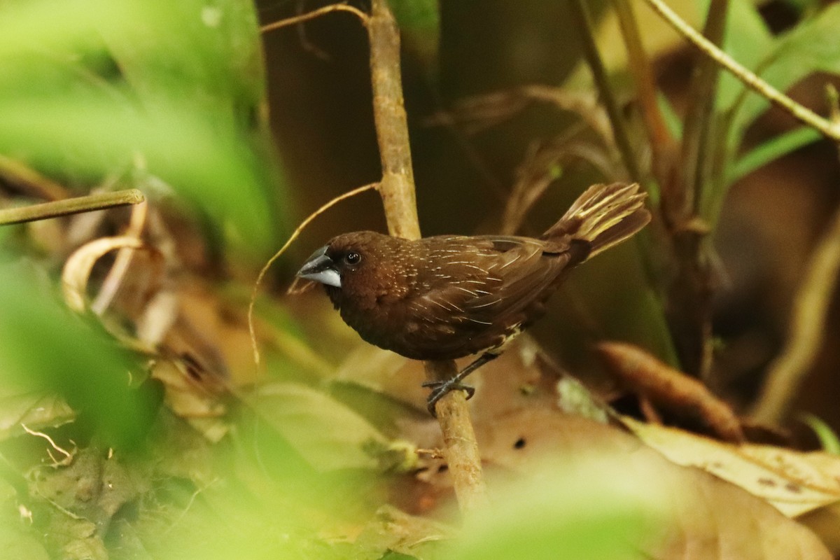 White-bellied Munia - ML638045588