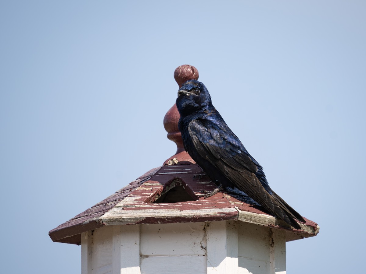 Purple Martin - ML638045597