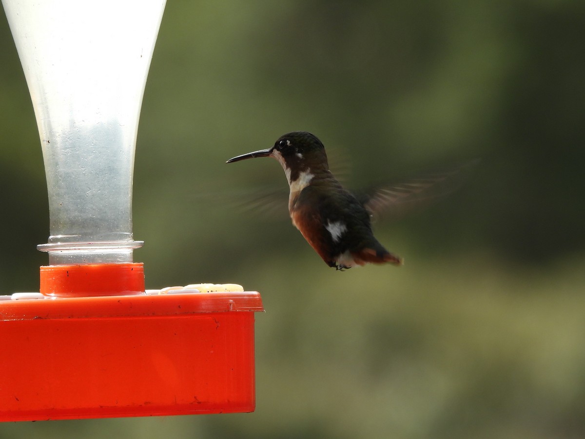White-bellied Woodstar - ML638045631