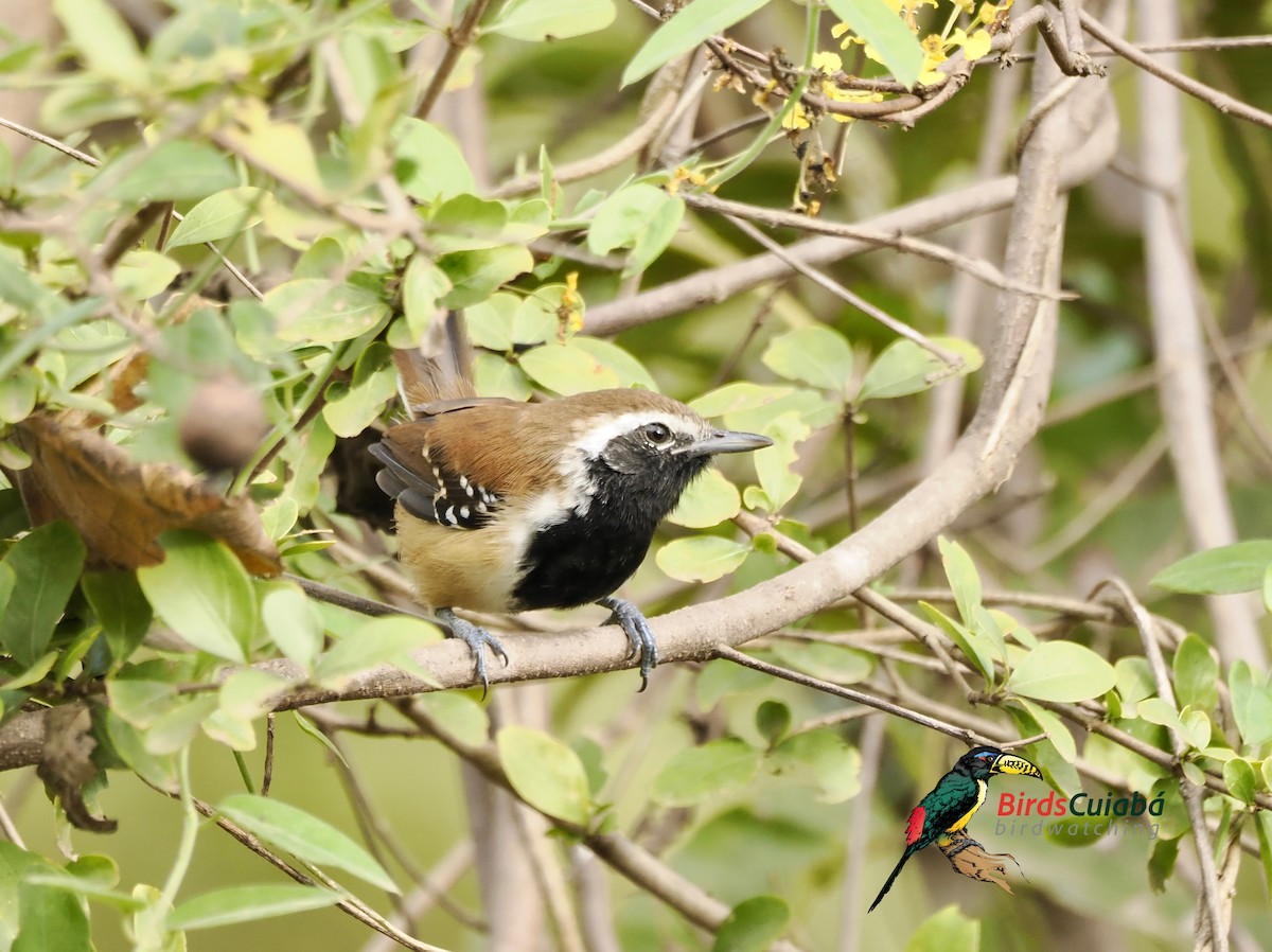 Rusty-backed Antwren - ML638045700