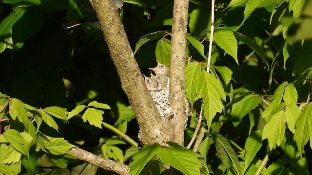 Blue-gray Gnatcatcher - ML638045737