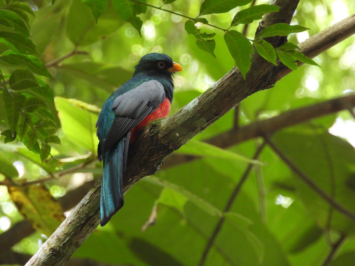 Ecuadorian Trogon - Juan Aguilar