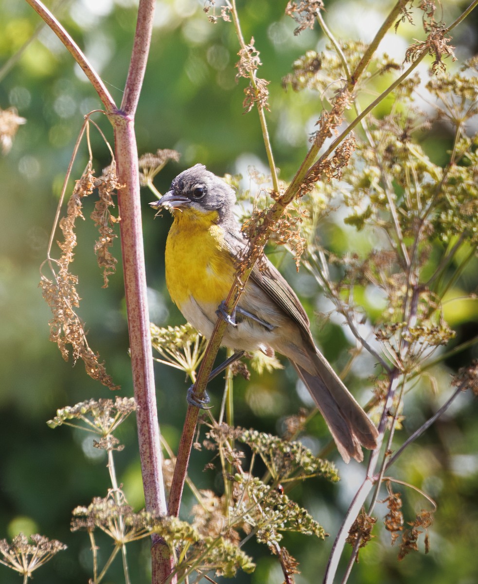Yellow-breasted Chat - ML638045793