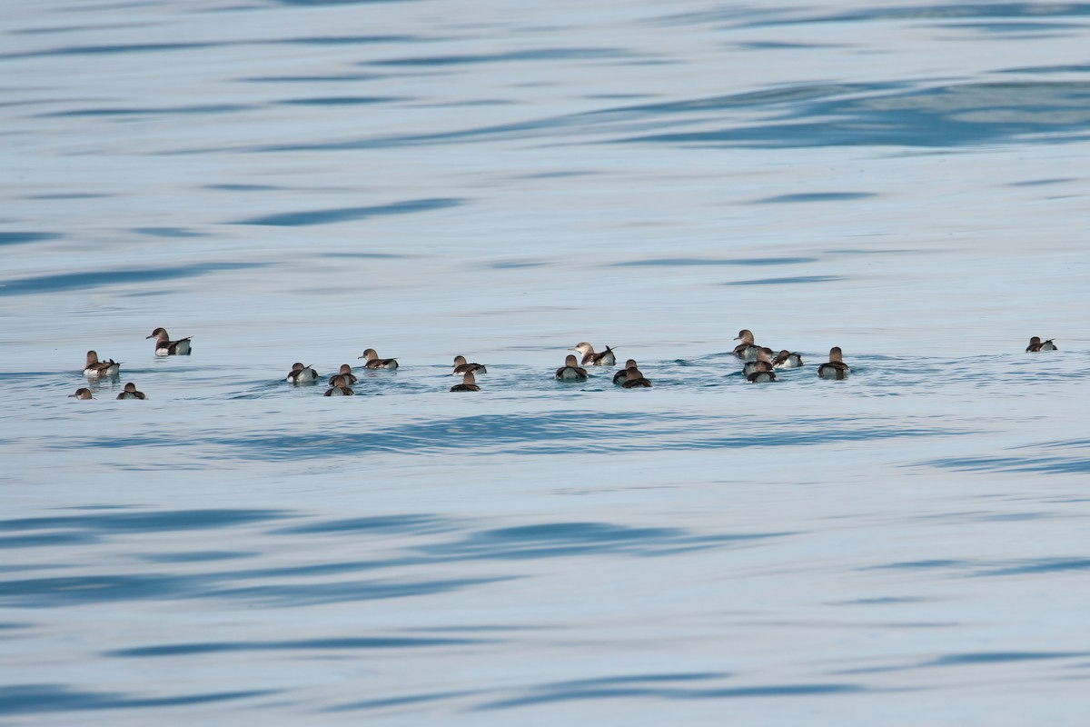 Fluttering Shearwater - ML638045797