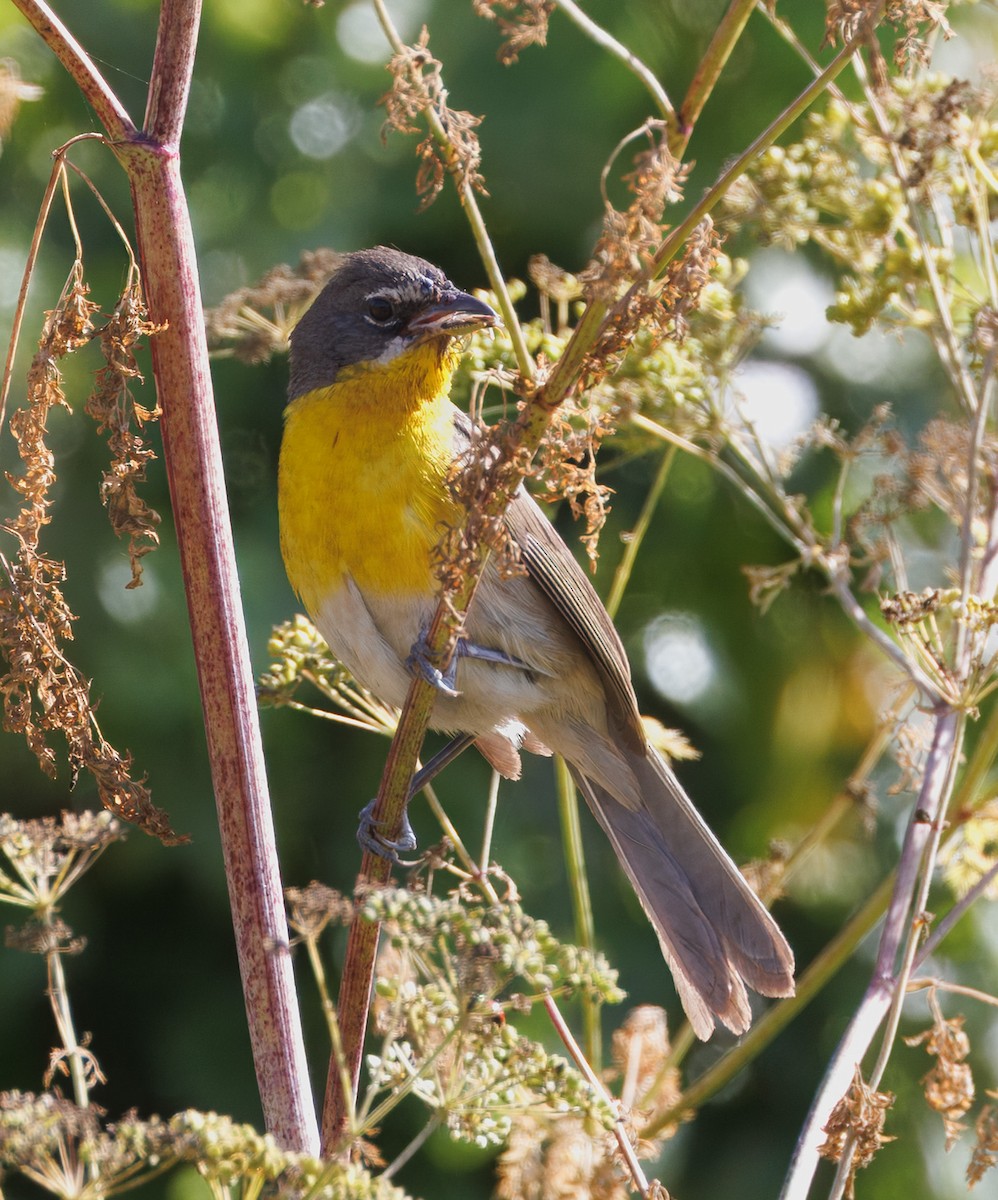 Yellow-breasted Chat - ML638045798