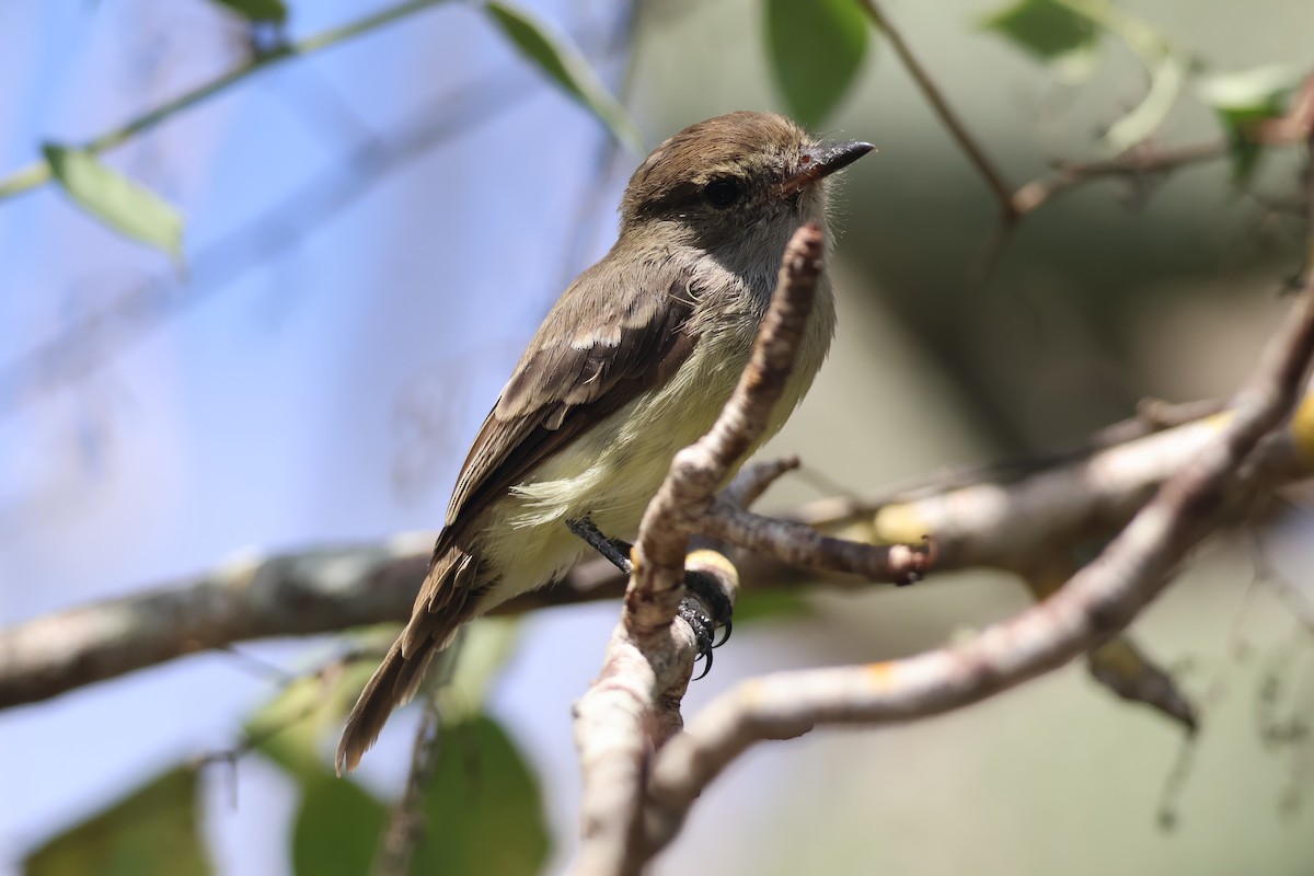 Galapagos Flycatcher - ML638045810