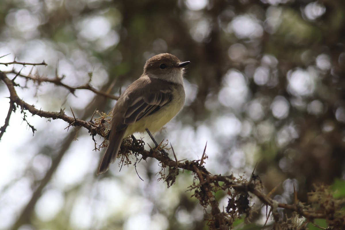 Galapagos Flycatcher - ML638045811