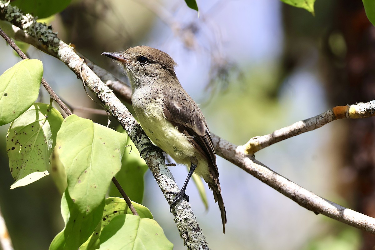Galapagos Flycatcher - ML638045812