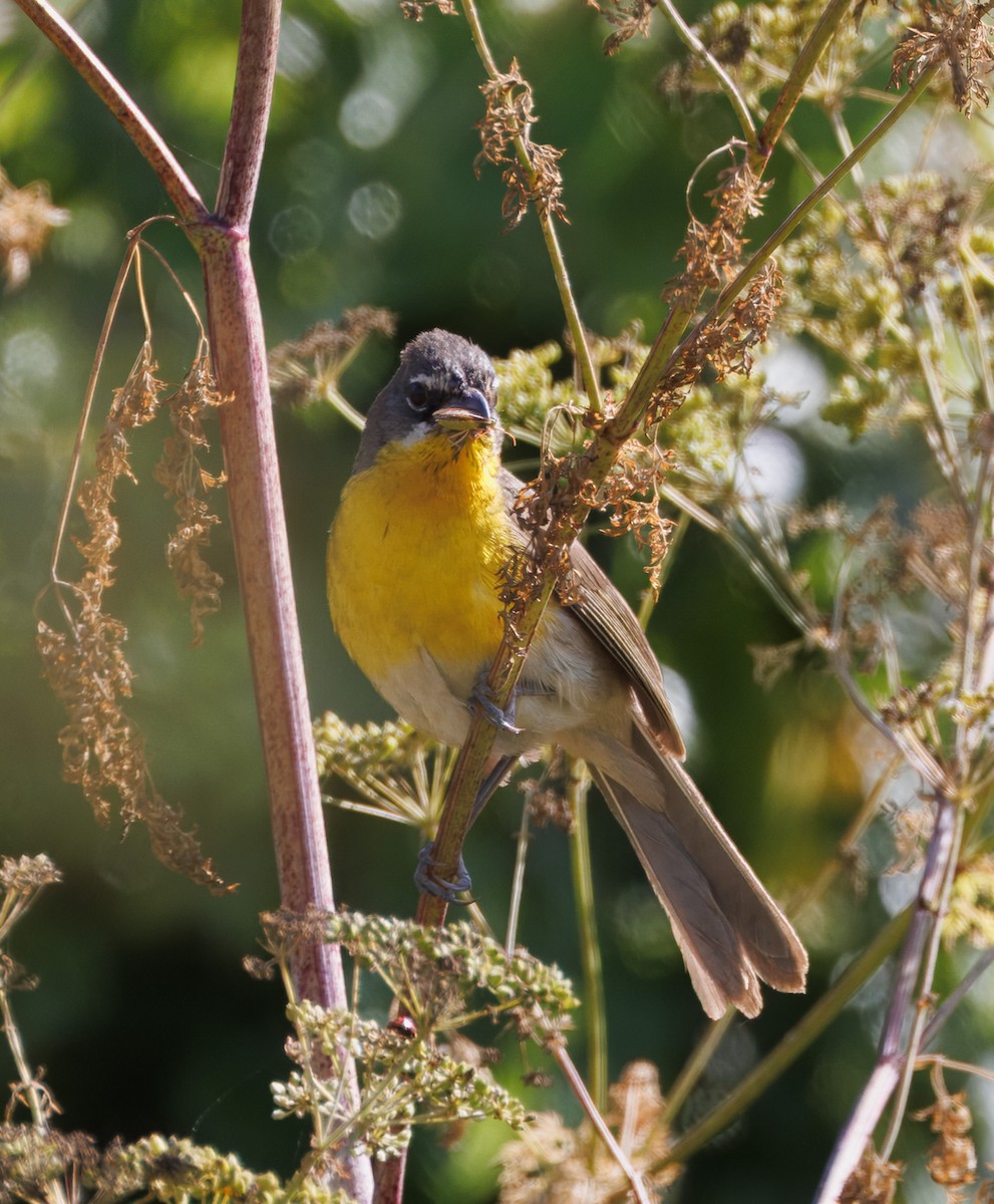 Yellow-breasted Chat - ML638045814