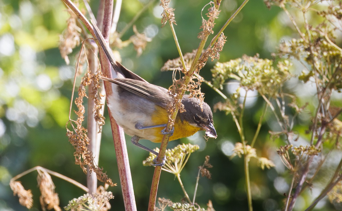 Yellow-breasted Chat - ML638045821