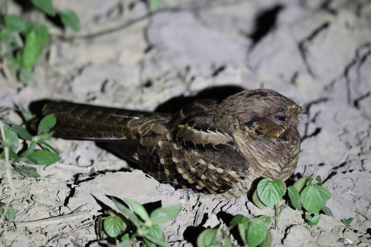 Common Pauraque - ML638045867