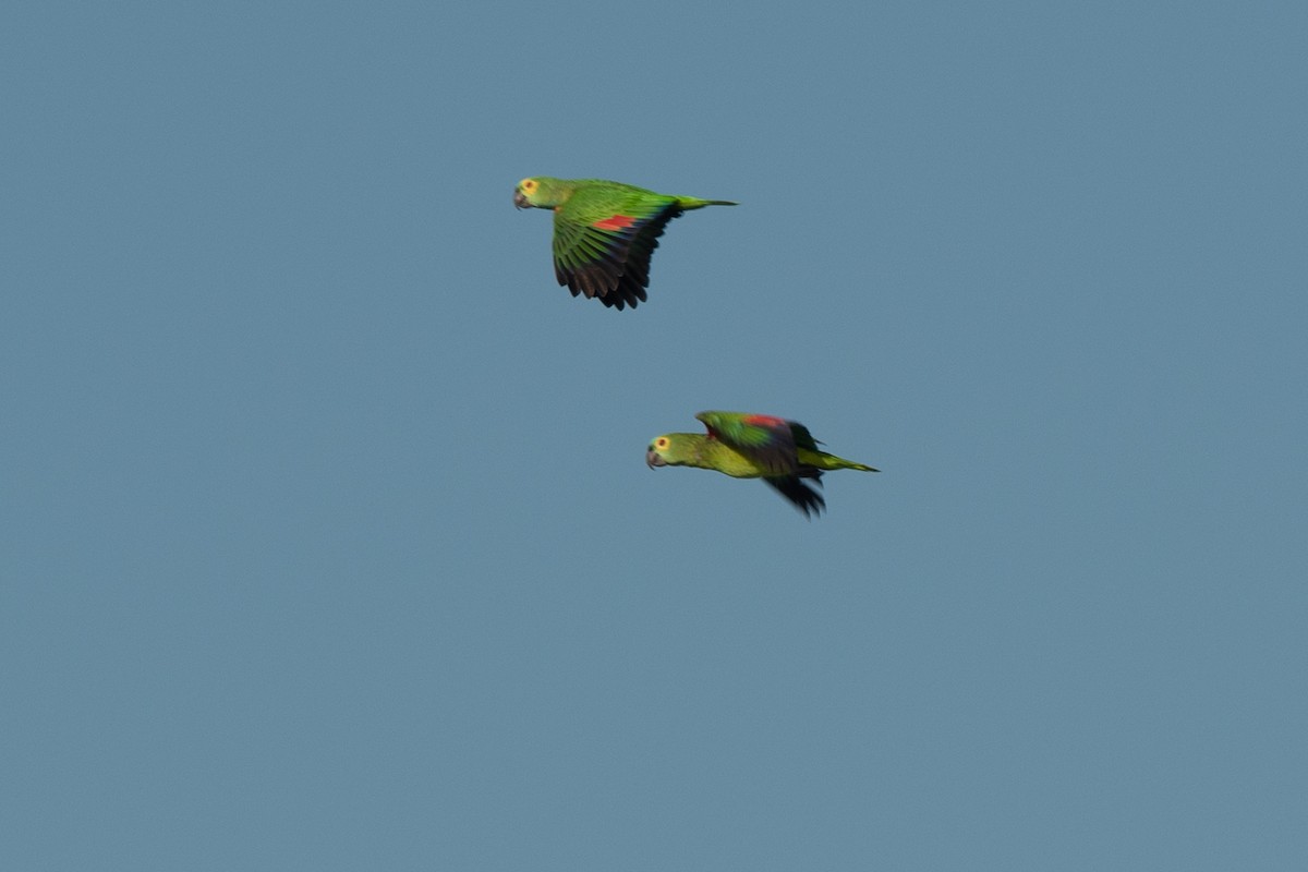 Turquoise-fronted Amazon - ML638045871