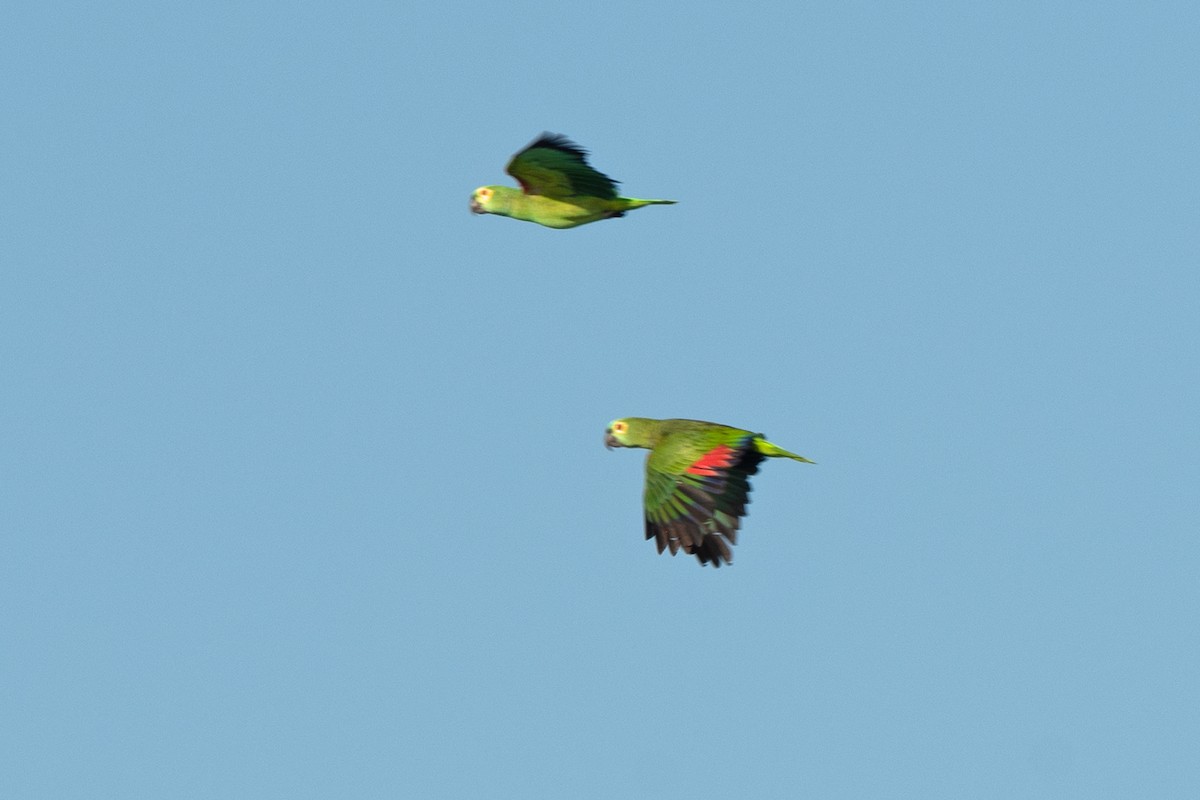 Turquoise-fronted Amazon - ML638045872