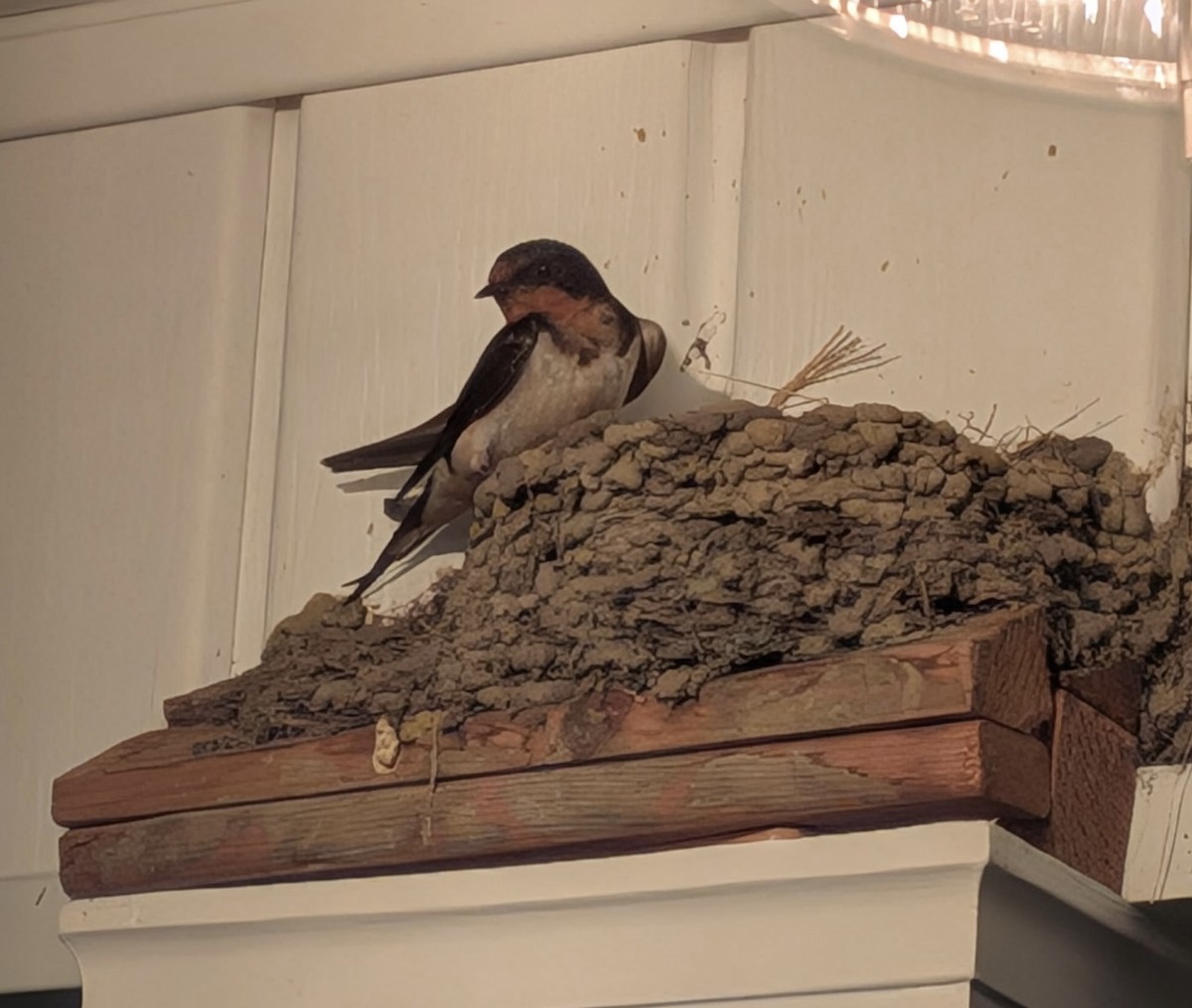 Barn Swallow - ML638045905