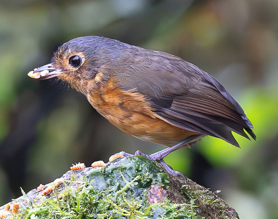 Slate-crowned Antpitta - ML638045916