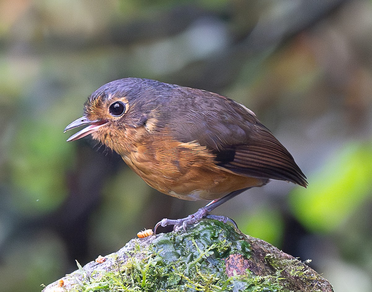 Slate-crowned Antpitta - ML638045917