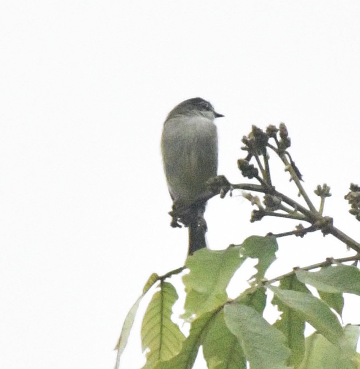 Spectacled Tyrannulet - ML638045969