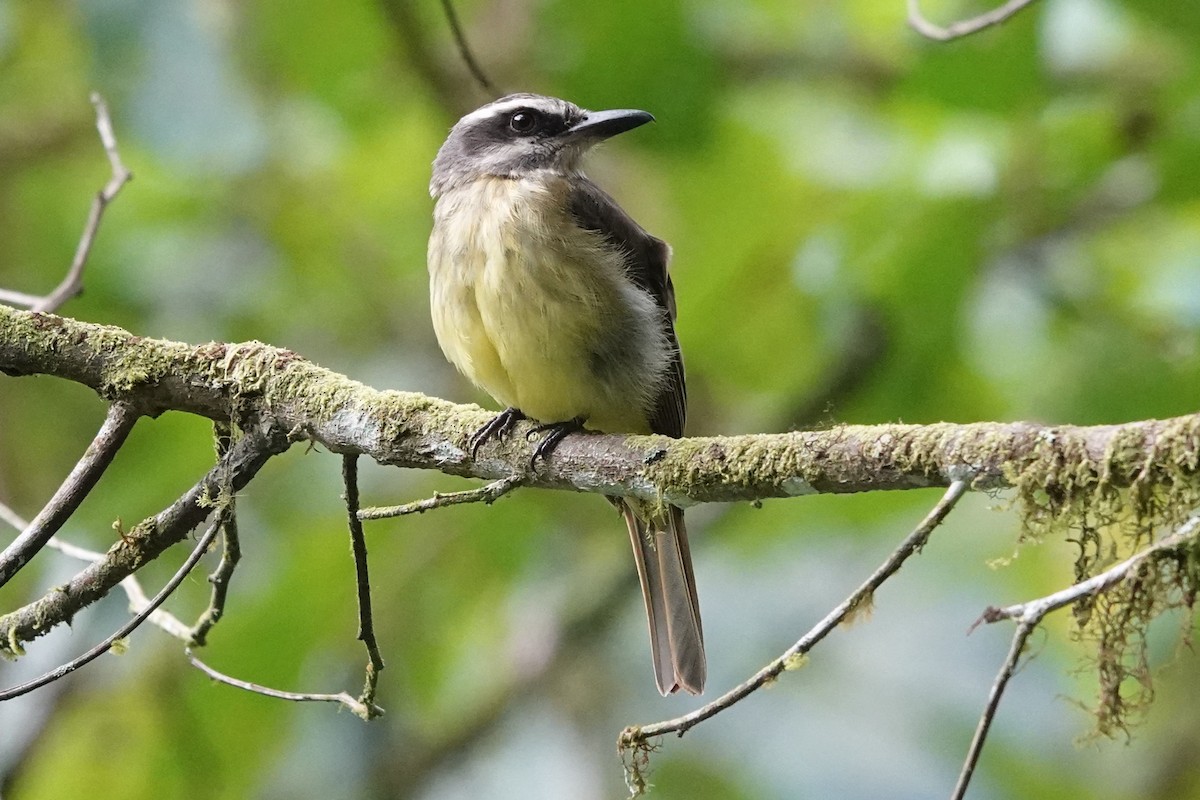 Golden-bellied Flycatcher - ML638045981