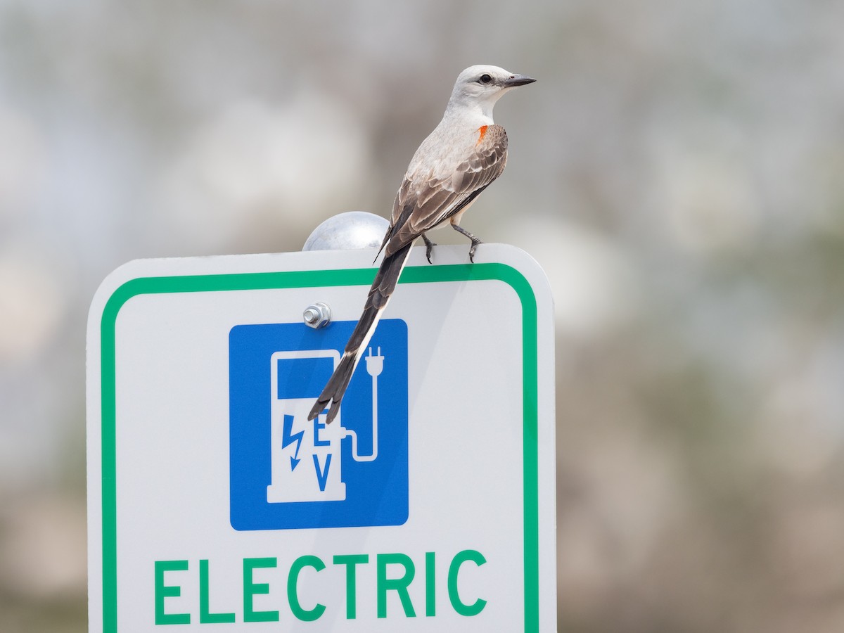 Scissor-tailed Flycatcher - ML638046012