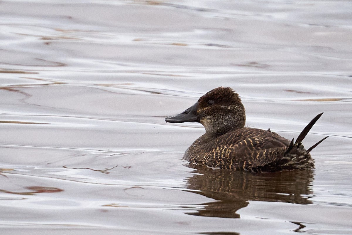 Lake Duck - ML638046013