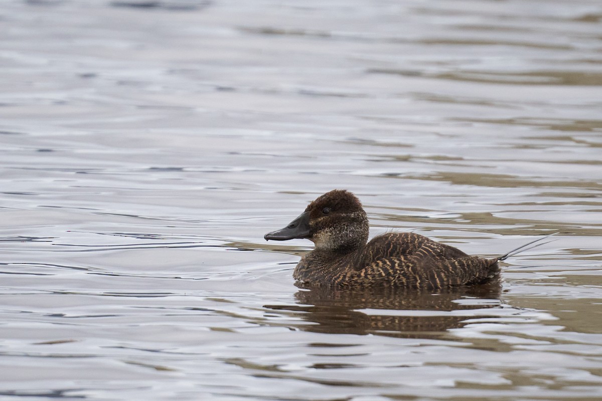 Lake Duck - ML638046014