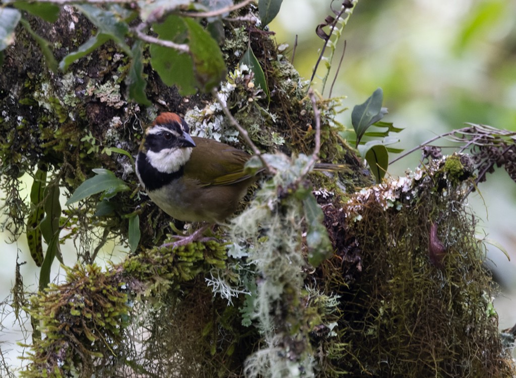 Collared Towhee - ML638046063