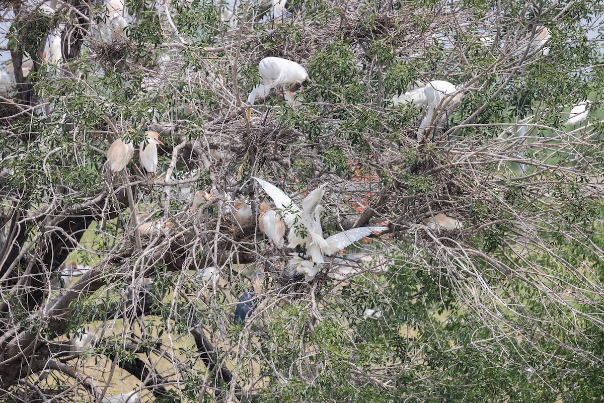Western Cattle-Egret - ML638046072