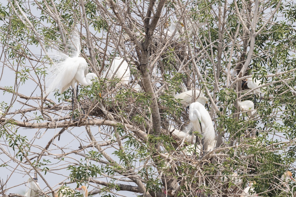 Great Egret - ML638046074