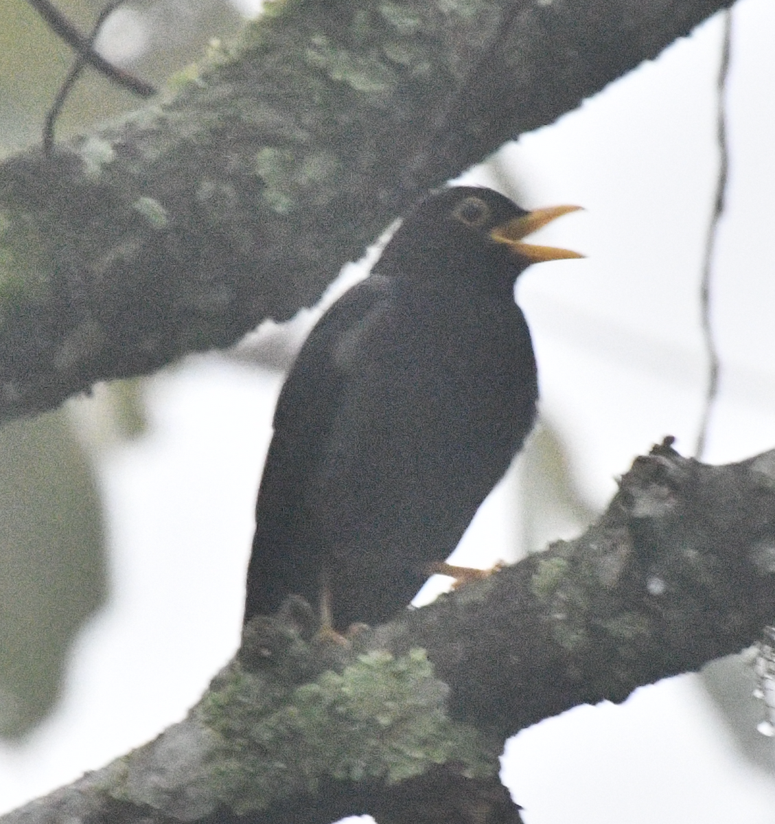 Yellow-legged Thrush - ML638046080