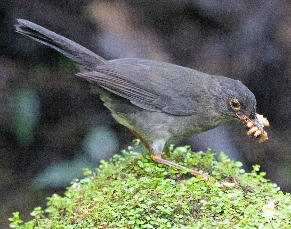 Slaty-backed Nightingale-Thrush - ML638046144