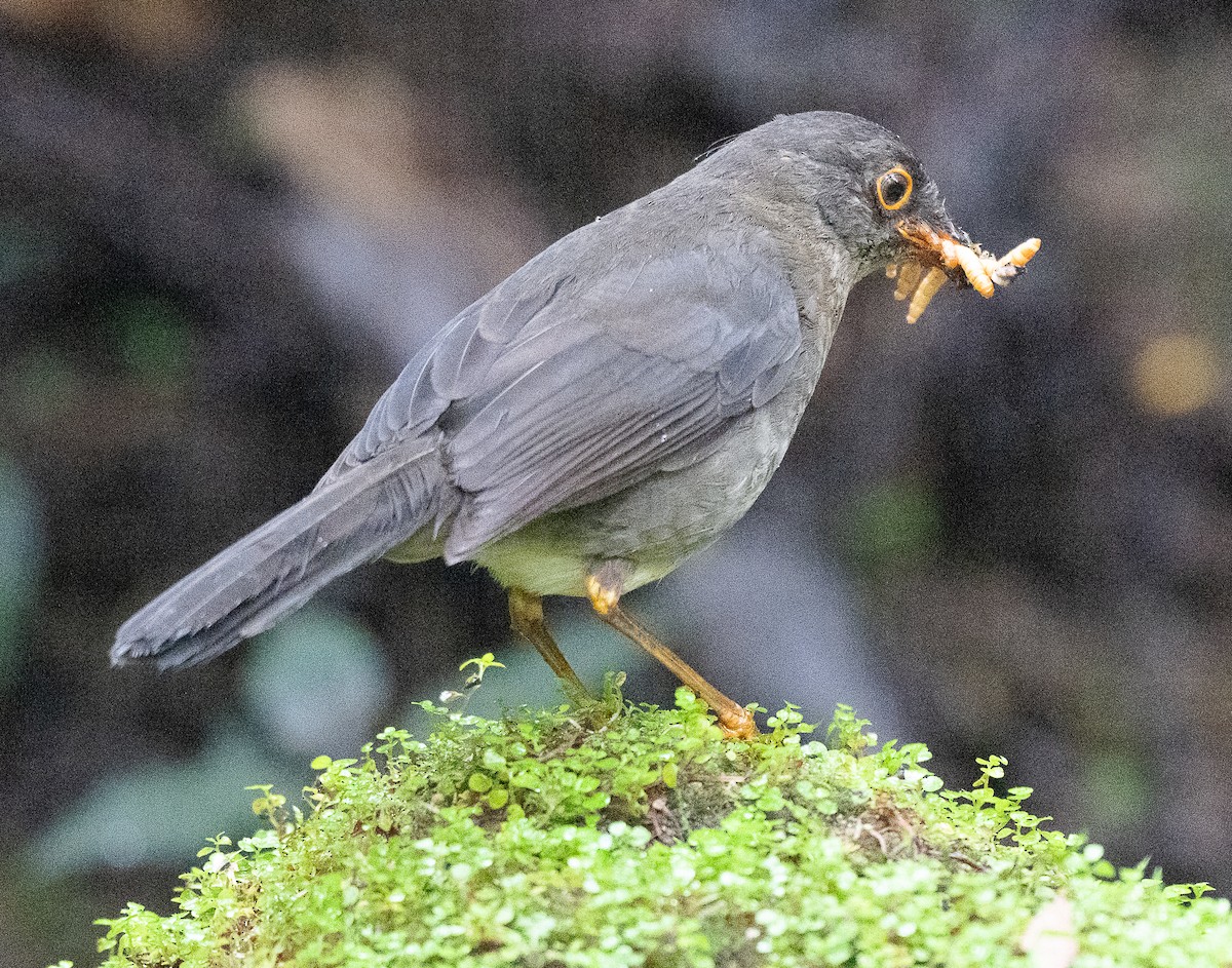 Slaty-backed Nightingale-Thrush - ML638046147