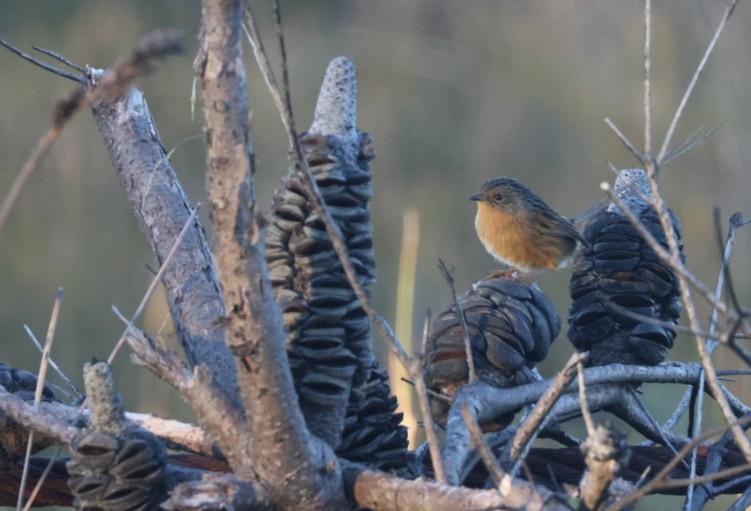 Southern Emuwren - ML638046185
