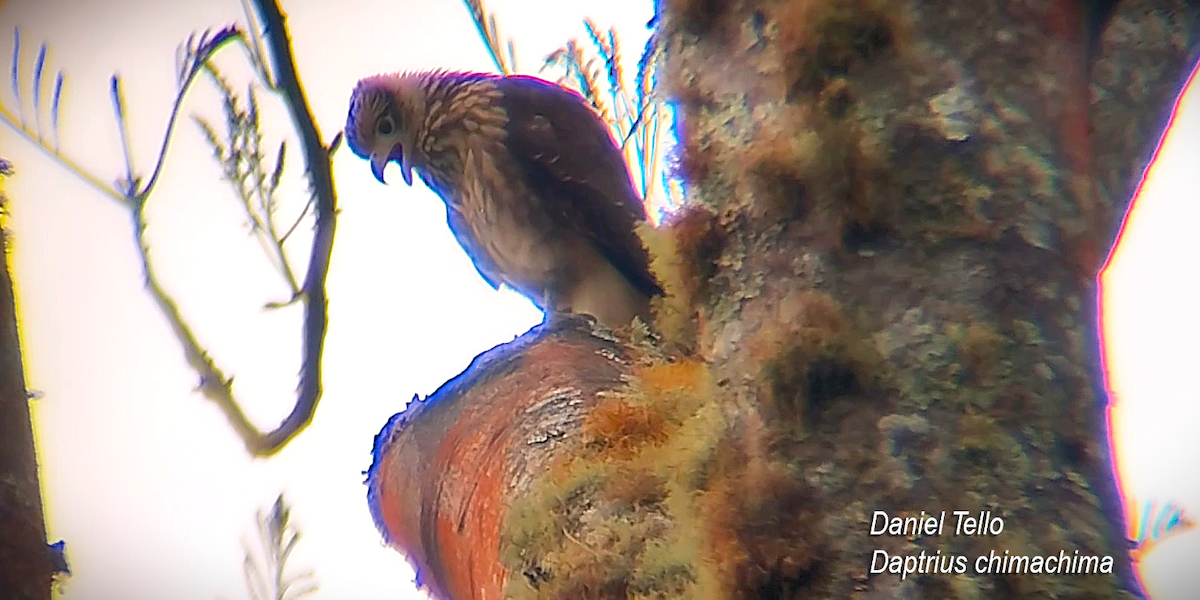 čimango žlutavý - ML638046190