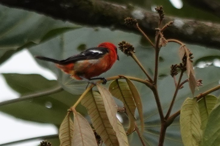 White-winged Tanager - ML638046197