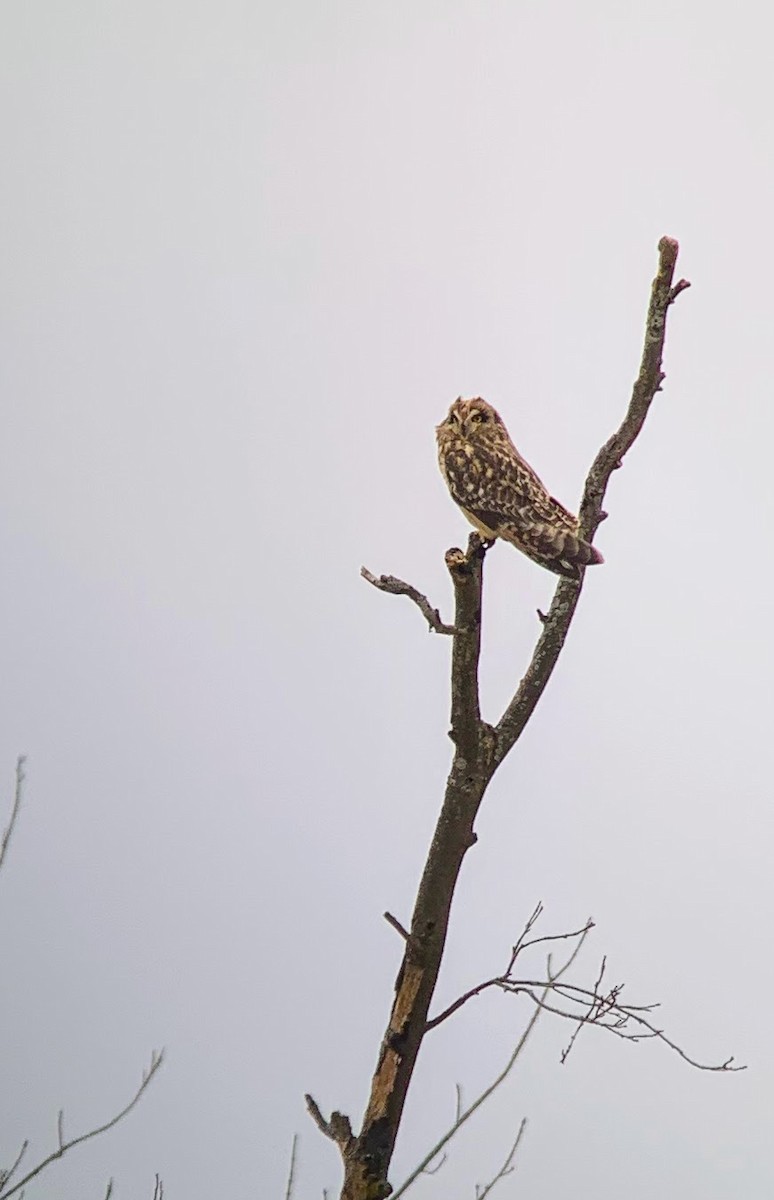 Short-eared Owl - ML638046202