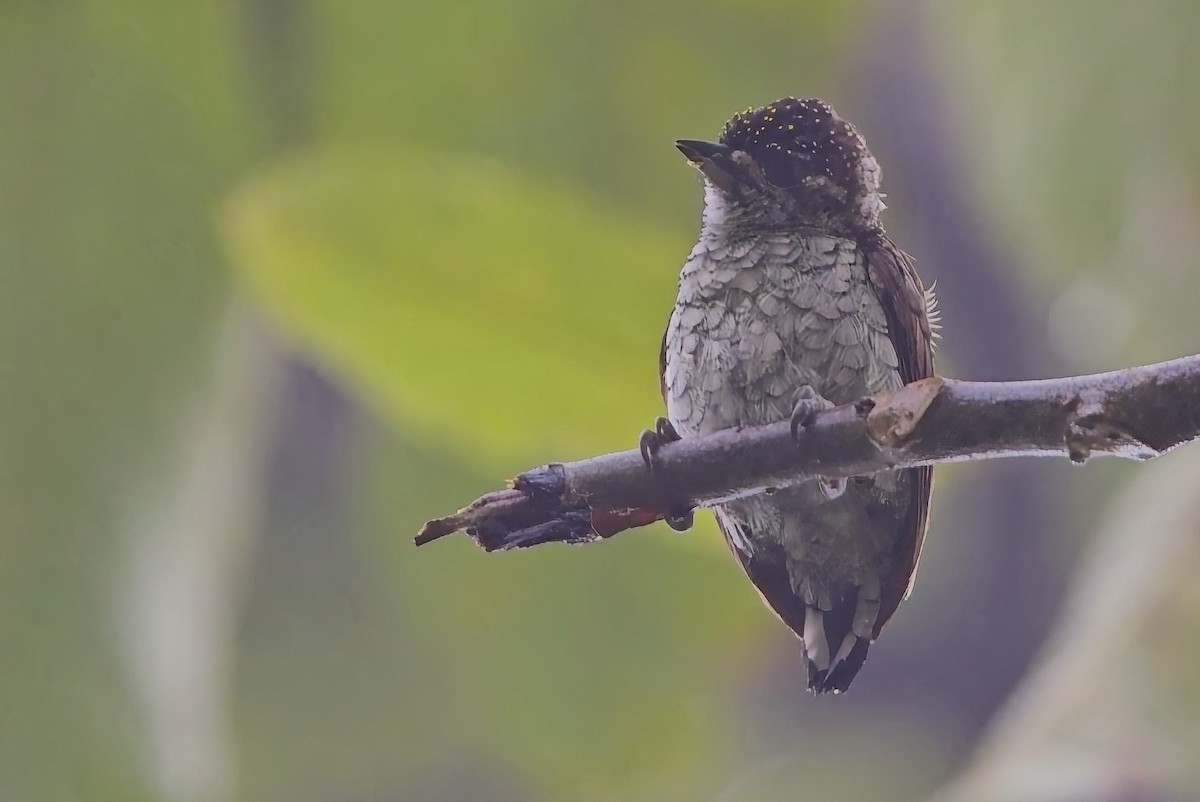 Scaled Piculet (Scaled) - ML638046210