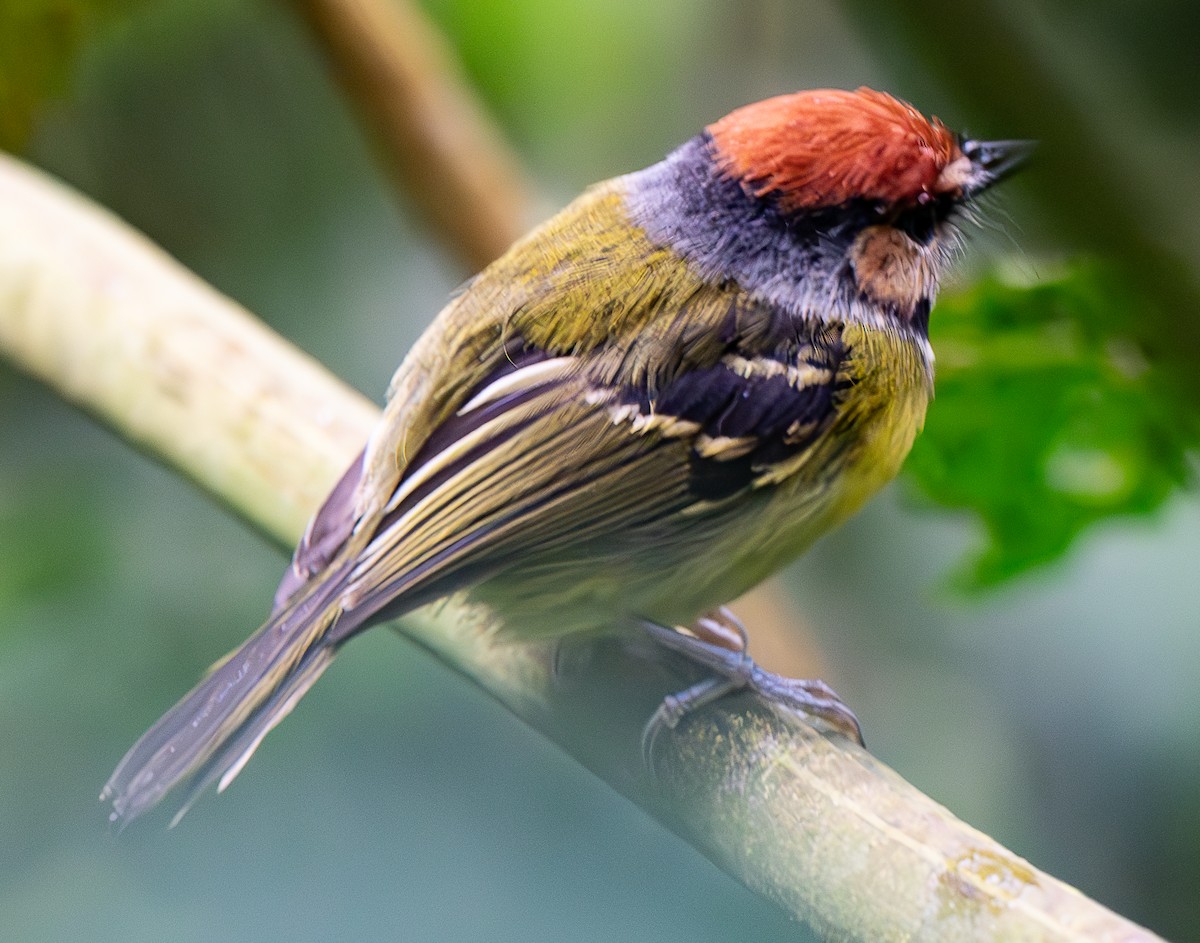 Rufous-crowned Tody-Flycatcher - ML638046233