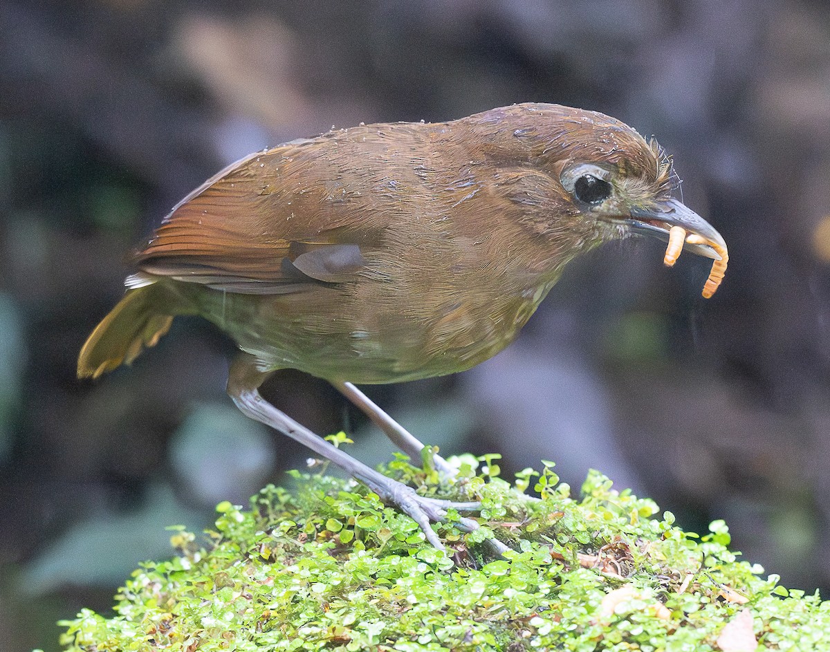 Brown-banded Antpitta - ML638046248