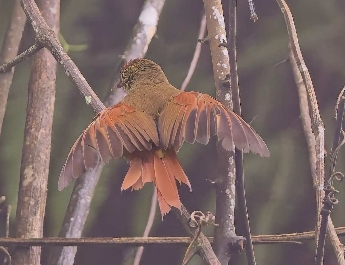 Streak-capped Spinetail - ML638046254