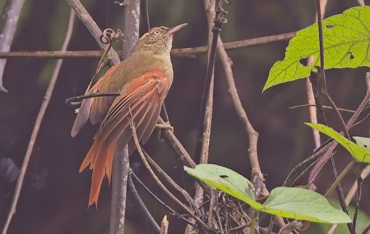 Streak-capped Spinetail - ML638046255