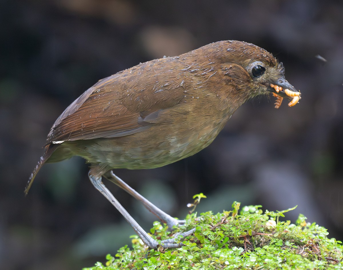 Brown-banded Antpitta - ML638046267
