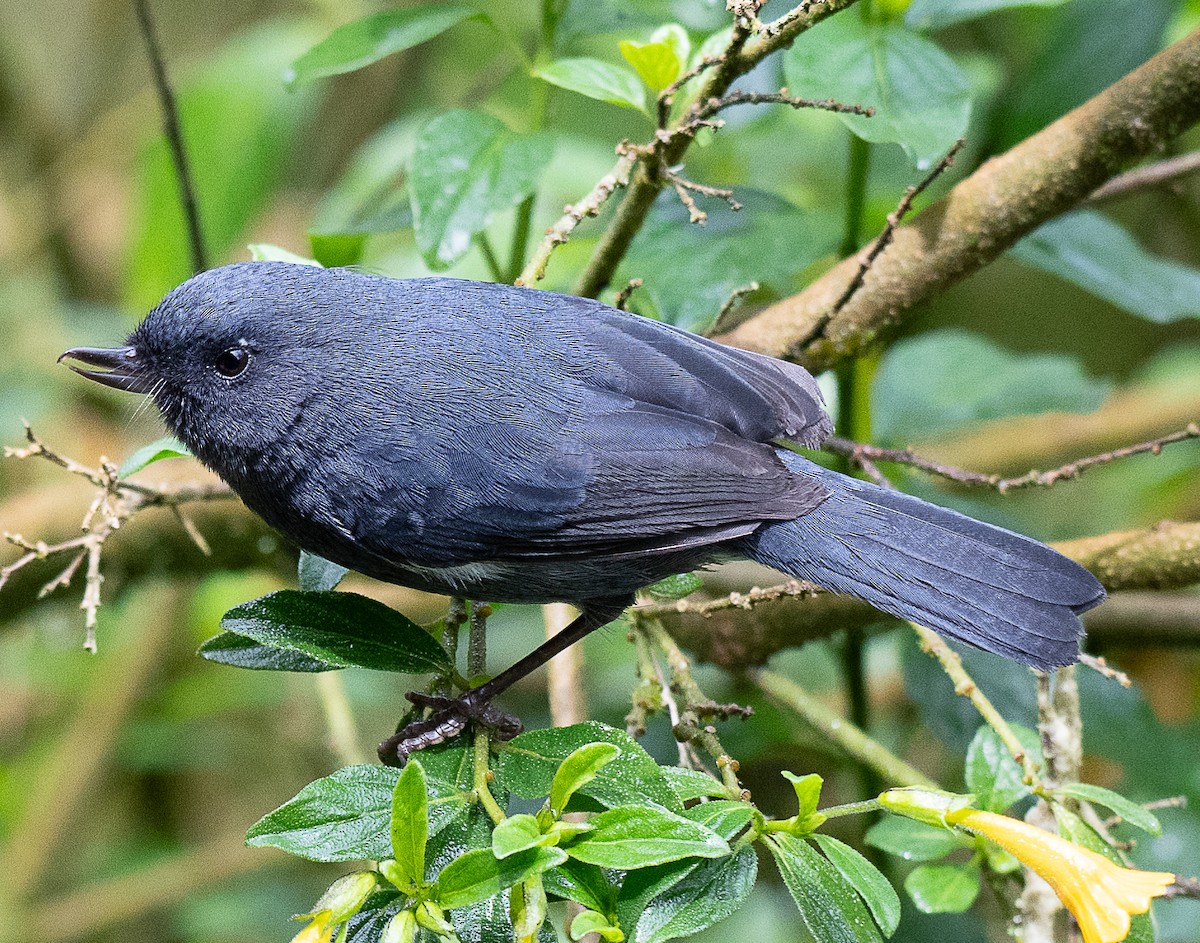 White-sided Flowerpiercer - ML638046359