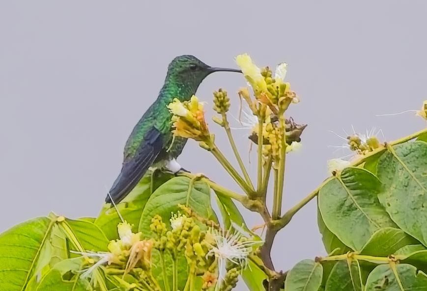 Steely-vented Hummingbird - ML638046360