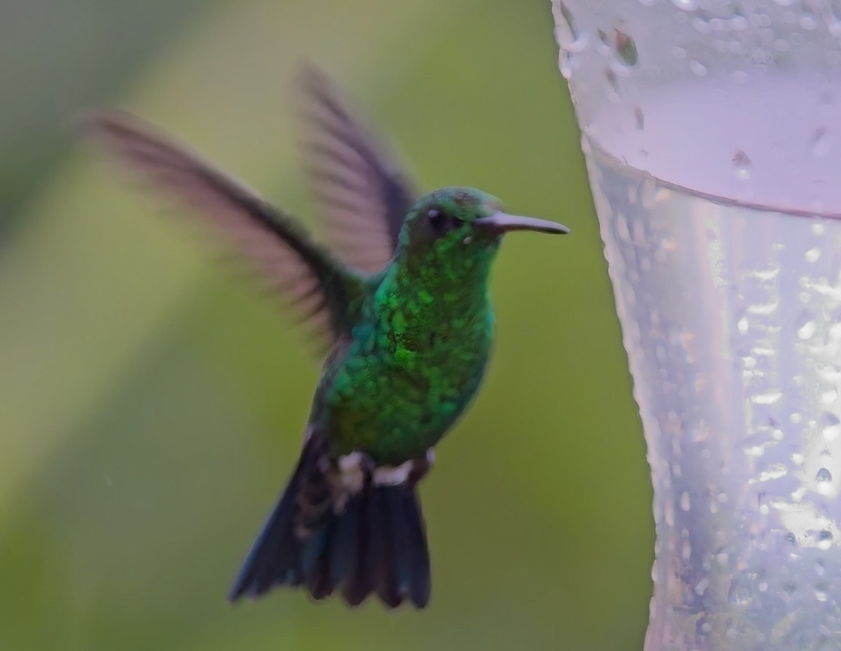 Steely-vented Hummingbird - ML638046361