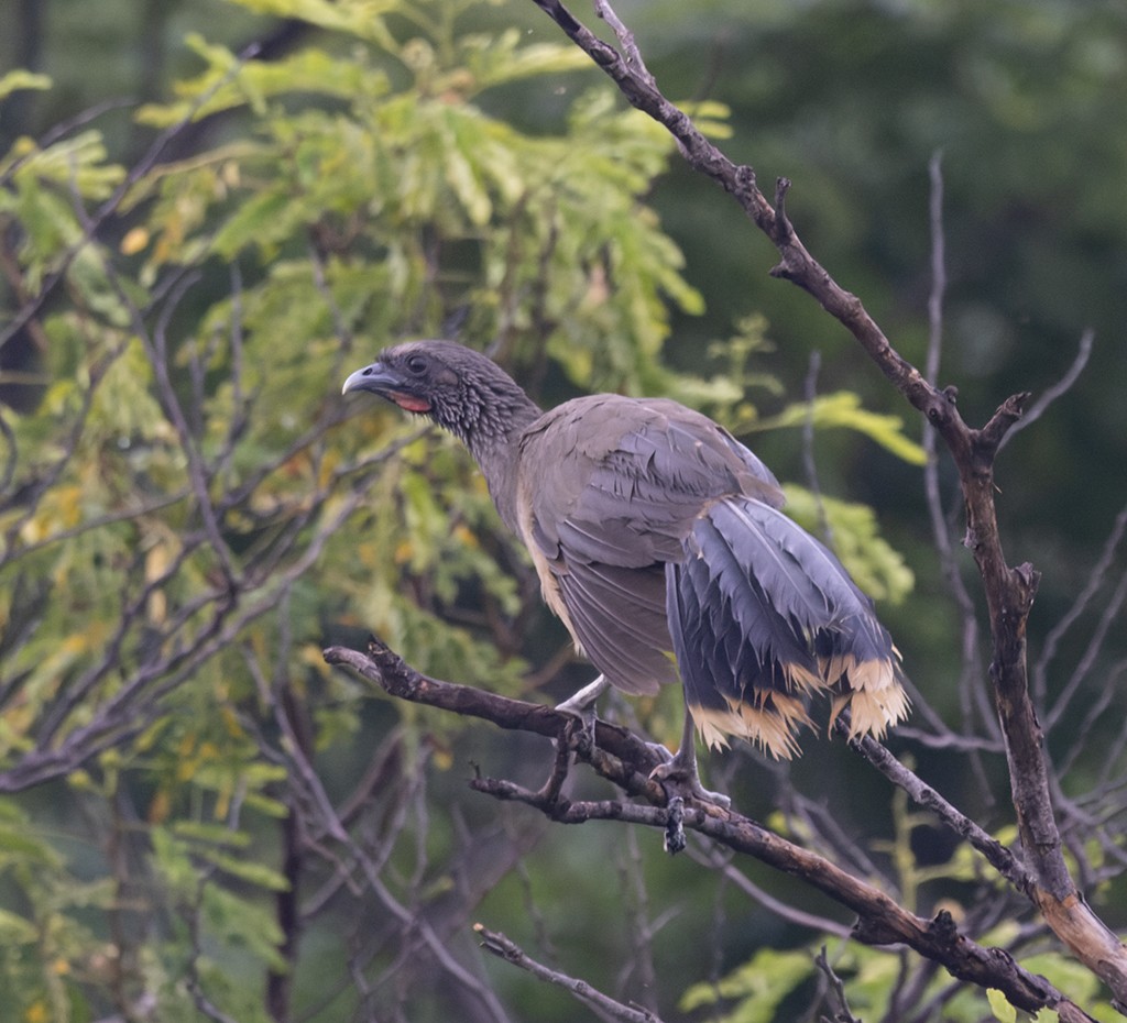 West Mexican Chachalaca - ML638046368