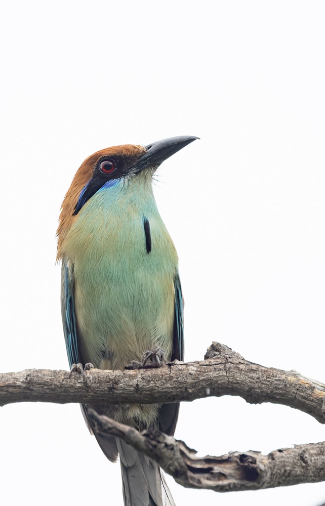 Russet-crowned Motmot - ML638046383