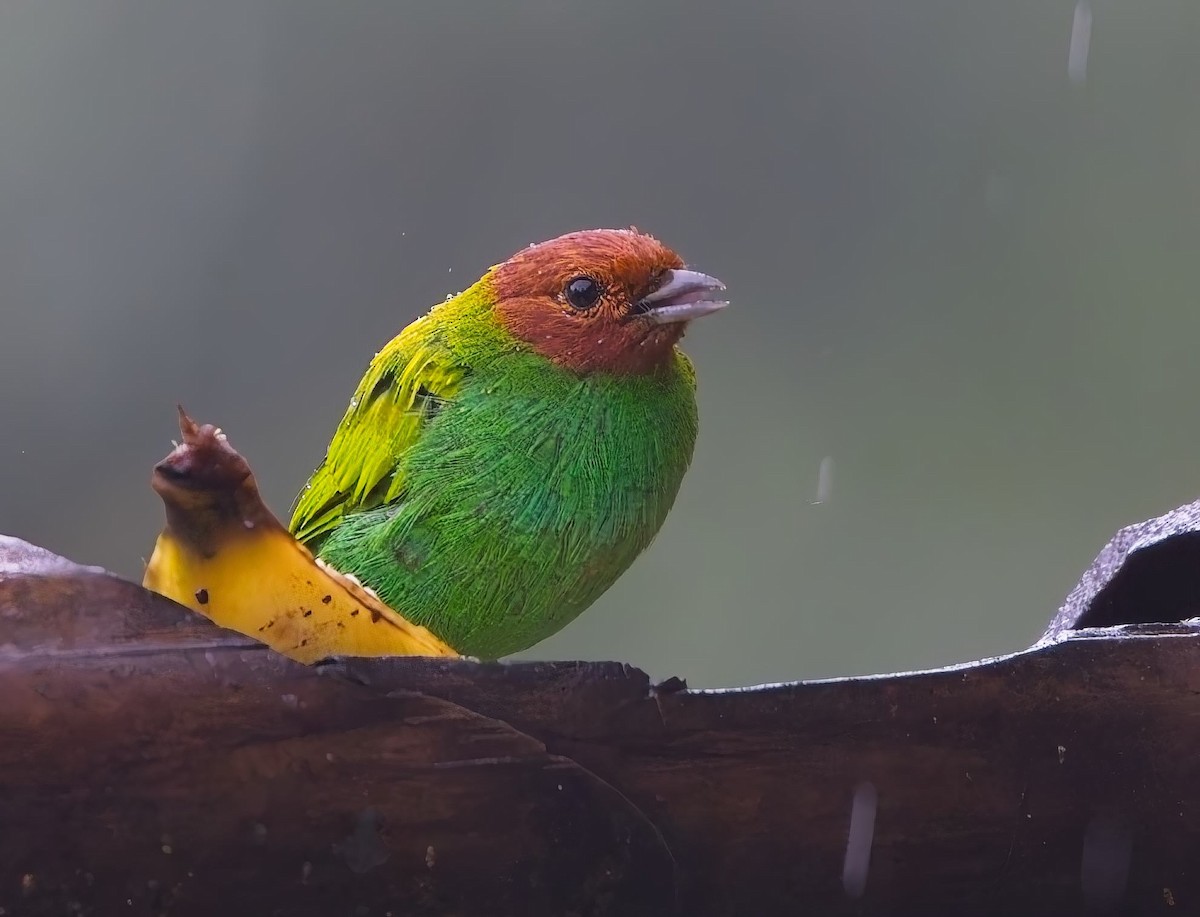 Bay-headed Tanager (Bay-and-green) - ML638046411